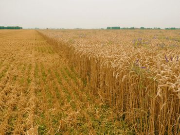 Een graanakker met ondergroei van klavers