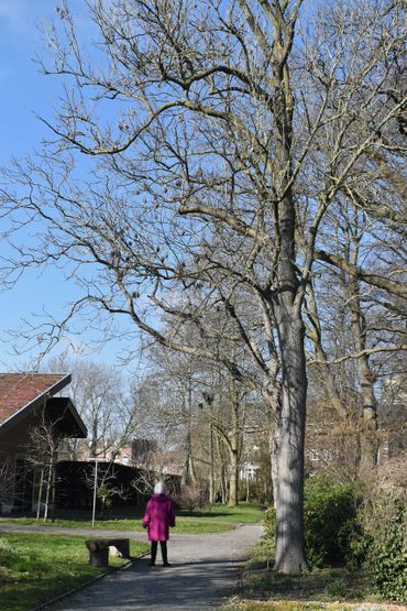 Marja Hoebink naast Fraxinus excelsior in winttertooi in Arboretum Oudenbosch