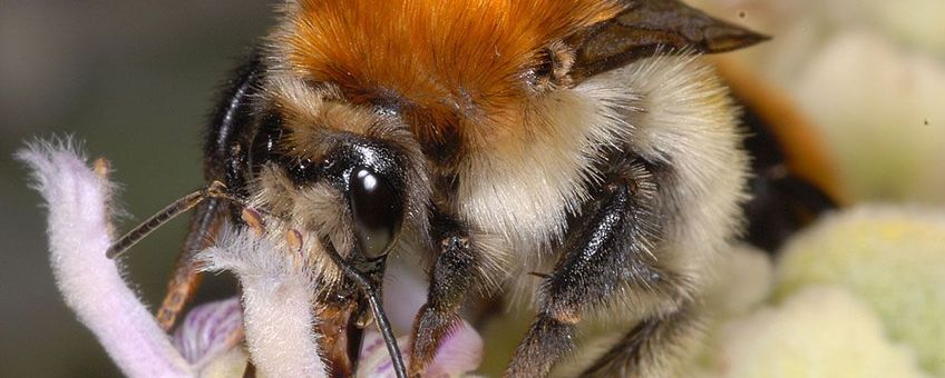 eenmalig gebruik Heidehommel (Bombus humilis), naturalis