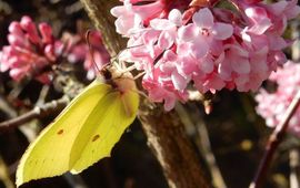 Citroenvlinder voorjaar - primair