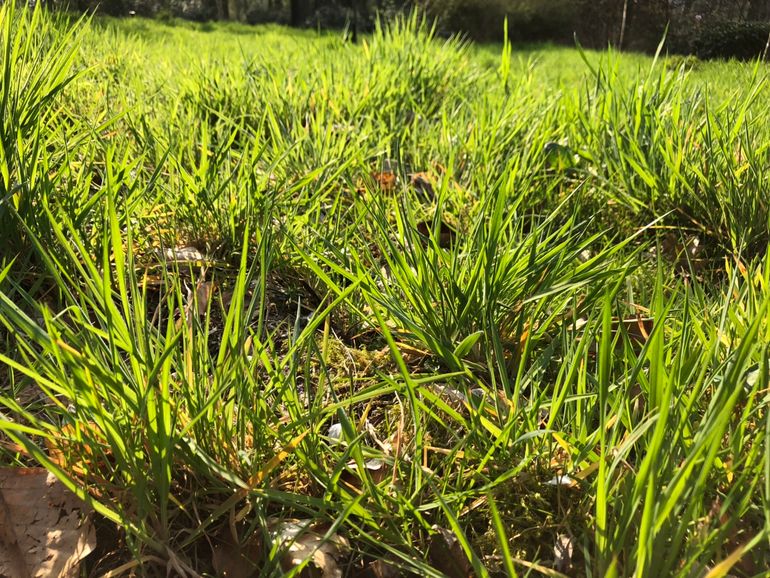 Ook het gras groeit volop door bij deze hoge temperaturen