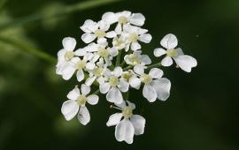 Detailopname bloemenscherm fluitenkruid