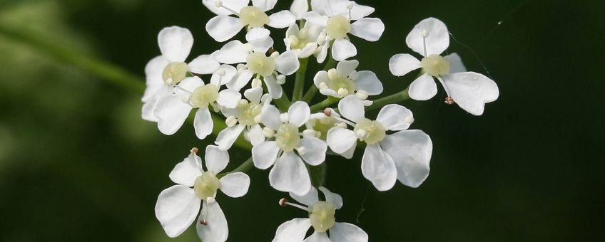 Detailopname bloemenscherm fluitenkruid