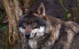 Hans Dekker, Saxifraga Wolf
