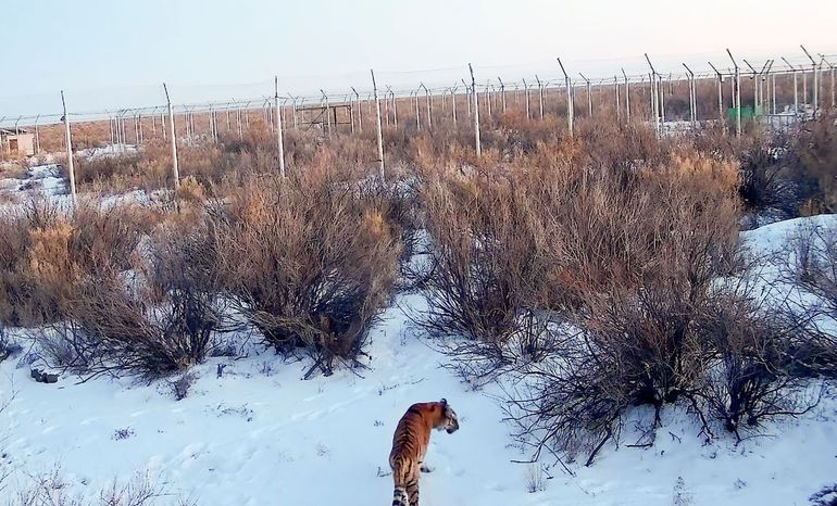 Tijger in besneeuwd verblijf in natuurgebied Ili Balkasj, Kazachstan