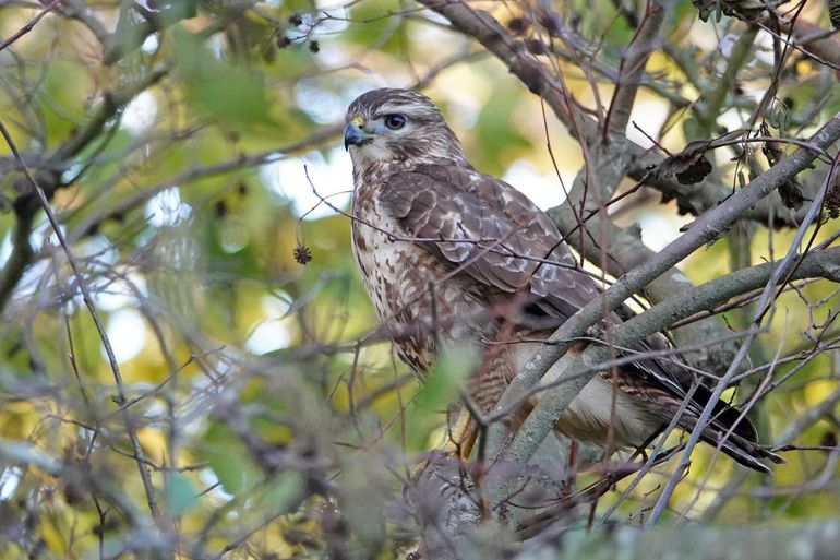 Buizerd