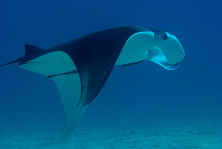 Manta Ray