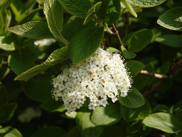 Wollige sneeuwbal is een van de soorten die voorheen niet verder kwamen dan Noord-Frankrijk, maar die nu ook in de Zuidwest-Nederlandse natuur groeien. Landtong Rozenburg, april 2009