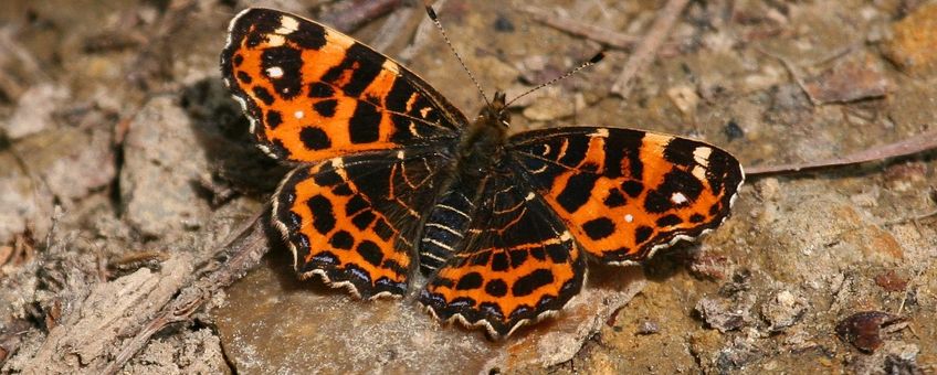 Araschnia levana. Landkaartje (lente)