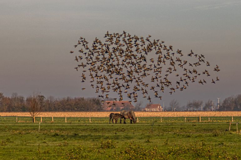 In de schemering wervelen de spreeuwen als één lichaam door de lucht, alsof ze elkaars gedachten lezen