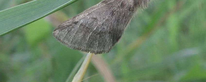 Net uitgekomen vrouwtje eikenprocessierups in gras