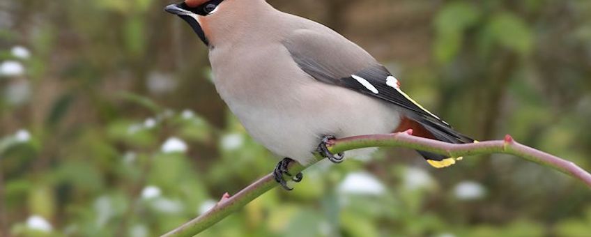 Pestvogel, 30 nov 2010, Dordrecht. Foto: Albert de Jong