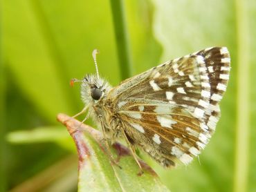 De meeste aardbeivlinders zijn geteld op het Dwingelderveld in Drenthe