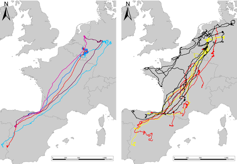 Figuur 2. Zwerfgedrag, migratie en winterverblijf van gezenderde Nederlandse rode wouwen vanaf 1 juli 2021. Links adulten: rood = man Heerlen, donkerblauw en lichtblauw = broedpaar Valkenburg, donkerpaars en lichtpaars = broedpaar Zutphen. Rechts jongen: geel = uit 2019, rood = uit 2020 en zwart = uit 2021