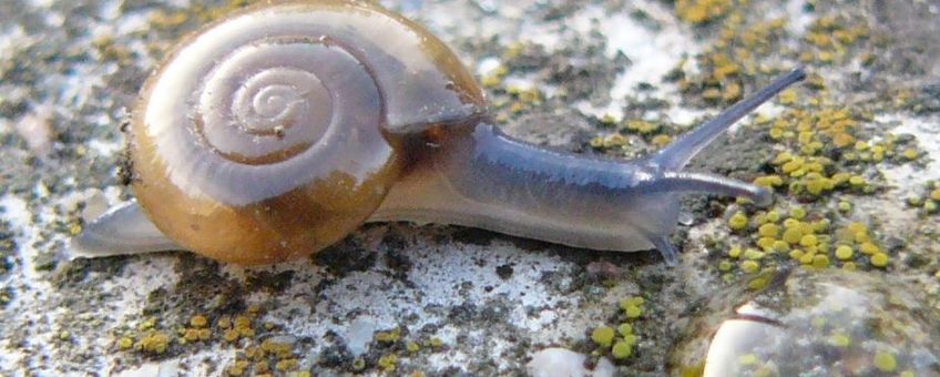 Grote glansslak wiki ccby4