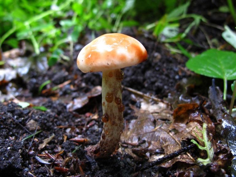 Lariksspijkerzwam, vers vruchtlichaam waarvan de hoed al gevlekt is. Maculatus in de soortnaam verwijst naar deze vlekken