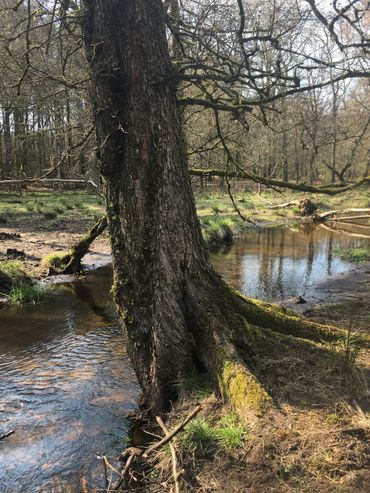 Fladderiep langs de Hierdense beek