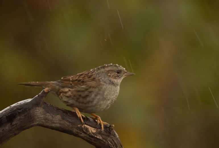 Heggenmus met druppeltjes omdat zijn veren zo goed water afstoten