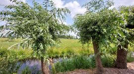 Ook knotwilgen dragen bij aan groenblauwe dooradering
