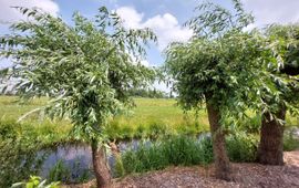 Ook knotwilgen dragen bij aan groenblauwe dooradering