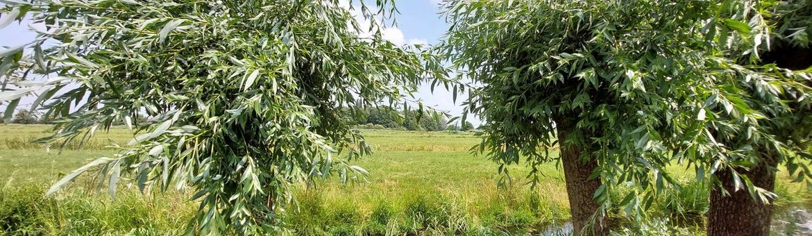 Ook knotwilgen dragen bij aan groenblauwe dooradering