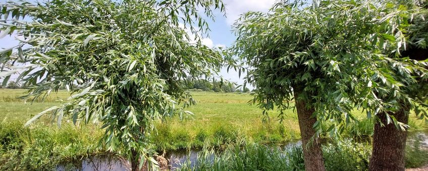 Ook knotwilgen dragen bij aan groenblauwe dooradering