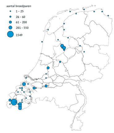 Figuur 3. Kolonies van zwartkopmeeuwen in Nederland in 2025