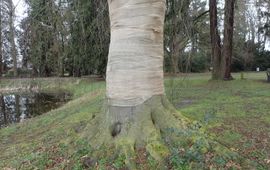 Ingepakte beuk, tegen zonnebrand