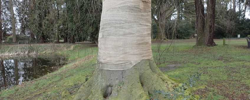 Ingepakte beuk, tegen zonnebrand