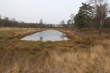 Dezelfde poel in 'normale' tijd