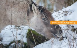 Konikpaard in wintervacht