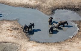 Savanneolifanten in het water