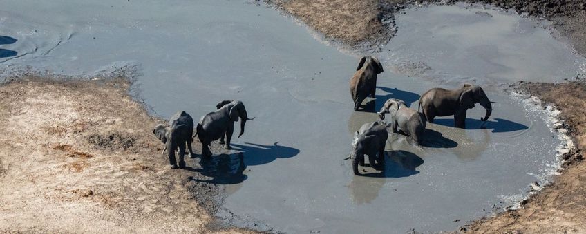 Savanneolifanten in het water