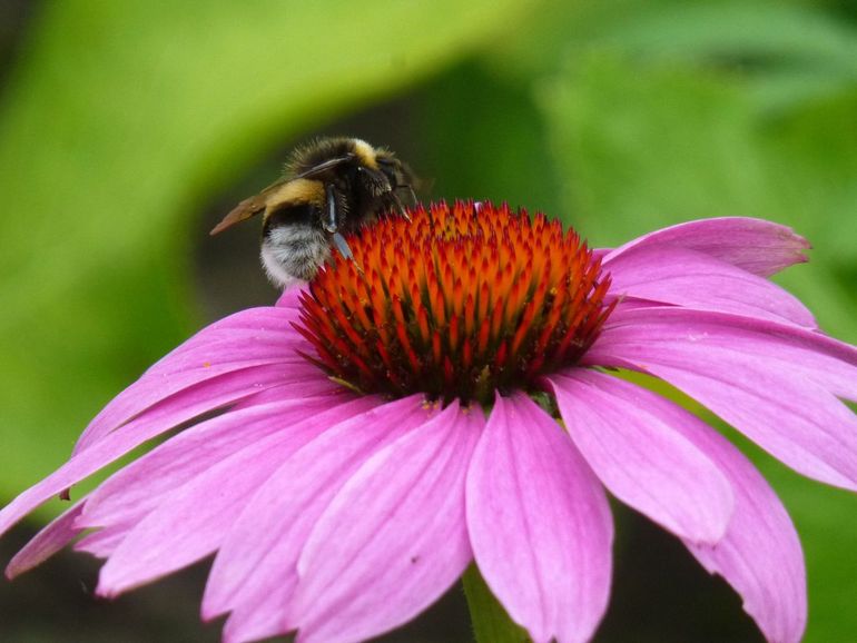 Een natuurvriendelijke tuin is goed voor de biodiversiteit, maar gaat ook hittestress tegen en is goed voor ons welzijn