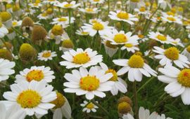 Saxifraga-Rutger Barendse Anthemis maritima, Reukeloze kamille