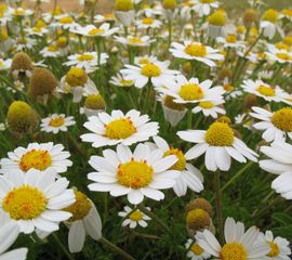 Saxifraga-Rutger Barendse Anthemis maritima, Reukeloze kamille