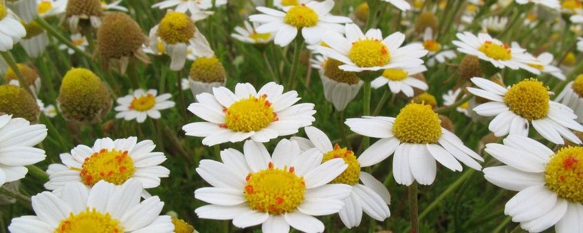 Anthemis maritima, Reukeloze kamille