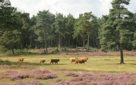 Grote grazers op de Veluwe