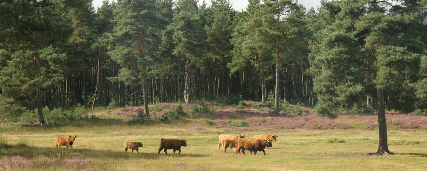 Grote grazers op de Veluwe