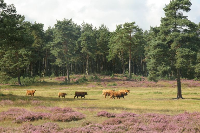 Grote grazers zorgen voor variatie in de begroeiing waardoor een heel afwisselend landschap ontstaat