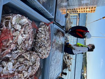 Oesters bezet met larven staan klaar om uitgezet te worden