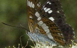 Limenitis camilla. Kleine ijsvogelvlinder