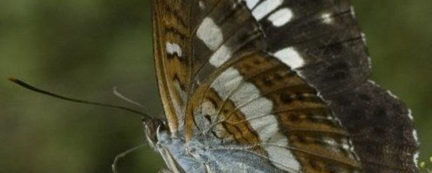 Limenitis camilla. Kleine ijsvogelvlinder