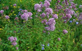 Origanum vulgare. Wilde marjolein