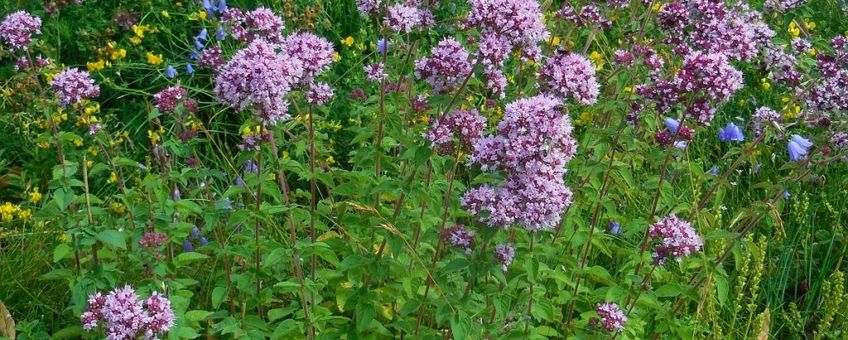 Origanum vulgare. Wilde marjolein