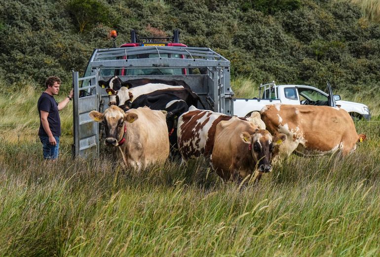 Koeien worden losgelaten op de Boschplaat