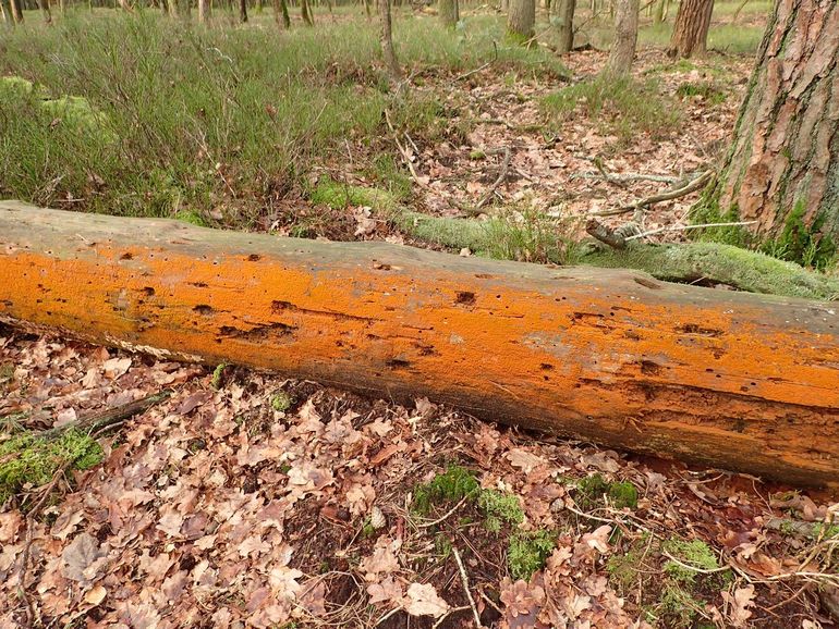 Portugese boomalg kleurt boomstammen oranje