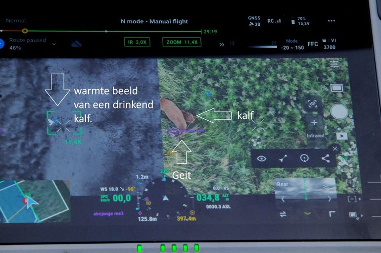 De dronebeelden tonen een reegeit en haar zogende kalf