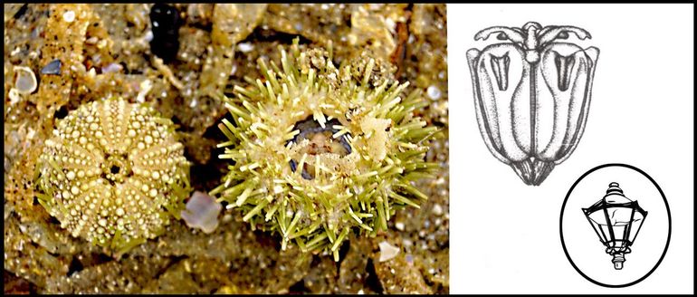 Op het stekelige exemplaar is in het ronde gat aan de onderzijde het kauwapparaat te zien: de 'Lantaarn van Aristoteles', genoemd naar de ontdekker. Ook de vorm lijkt op een oude lantaren