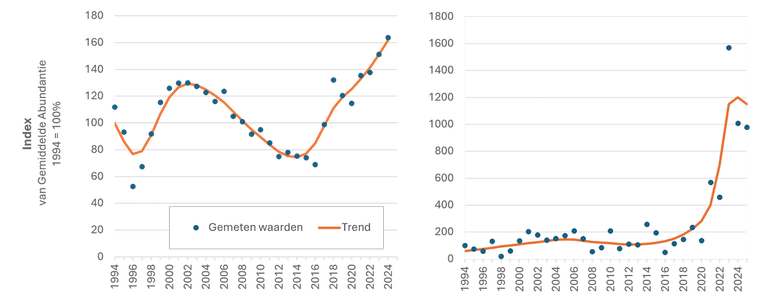 Uit gegevens van duikers in de Oosterschelde &ndash; grafiek links &ndash; en van waarnemers die systematisch het aanspoelsel op stranden tellen &ndash; rechts &ndash; blijkt dat de Kleine zeeappel de laatste jaren duidelijk is toegenomen. De resultaten zijn afkomstig uit het Monitoringproject Onderwater Oever (MOO) en het Strandaanspoelsel Monitoring Project (SMP) van Stichting ANEMOON